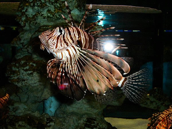 aquarium